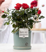 Rosa Red In P&PURE Lauren Ceramics