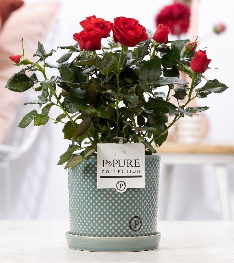 Rosa Red In P&PURE Lauren Ceramics