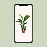 Strelitzia Nicolai
