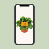 Peperomia Rana Verde