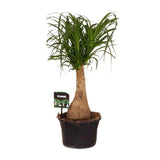 Beaucarnea Nolina