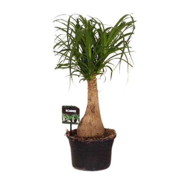 Beaucarnea Nolina