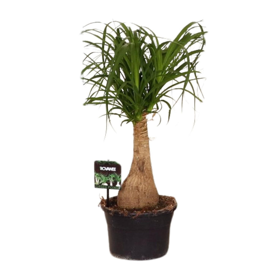 Beaucarnea Nolina