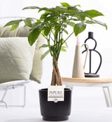 Pachira Aquatica In P&PURE Ceramics Liv