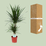 Dracaena Marginata