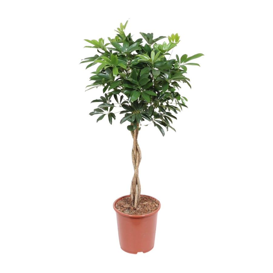 Schefflera Arboricola Compacta