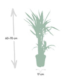 Yucca Elephantipes
