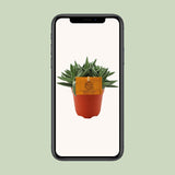 Crassula Tenelli