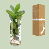 Clusia In Cylinder Glas