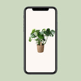 Monstera In Natural Basket