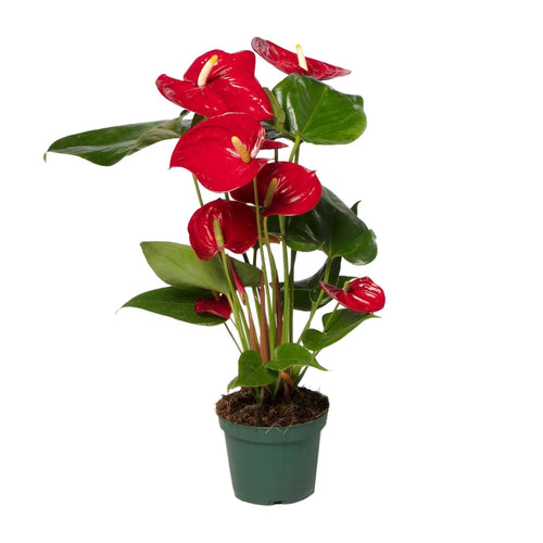 Bloeiende planten