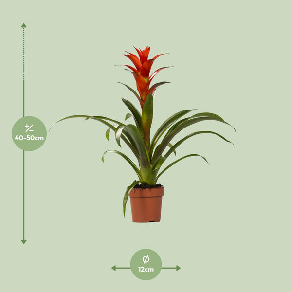 Guzmania Ostara