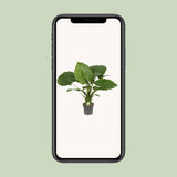 Alocasia Gageana California