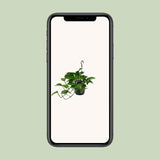Scindapsus (Epipremnum)