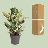 Ficus Elastica Tineke