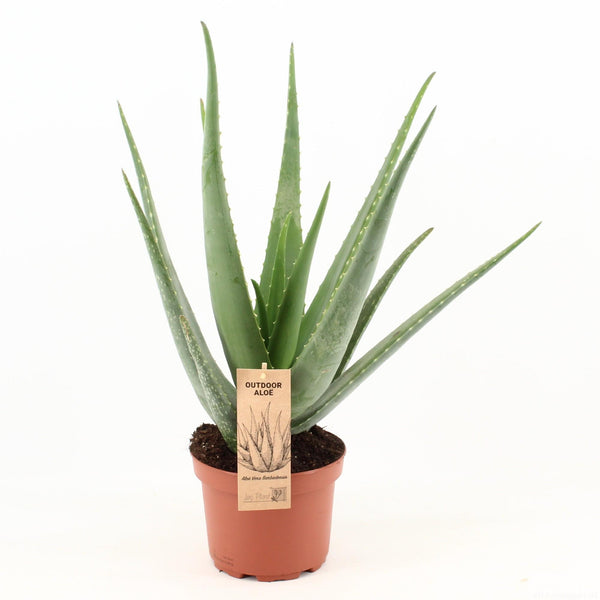 Aloe Vera