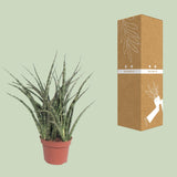 Sansevieria Fernwood Punk