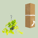 Epipremnum Golden Pothos - Scindapsus