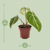 Philodendron Selloum Atom