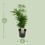 Chamaedorea Elegans