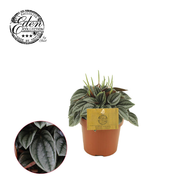 Peperomia Napoli Nights