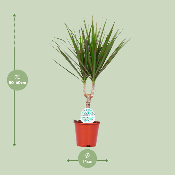 Dracaena Marginata