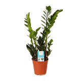 Zamioculcas Zamiifolia