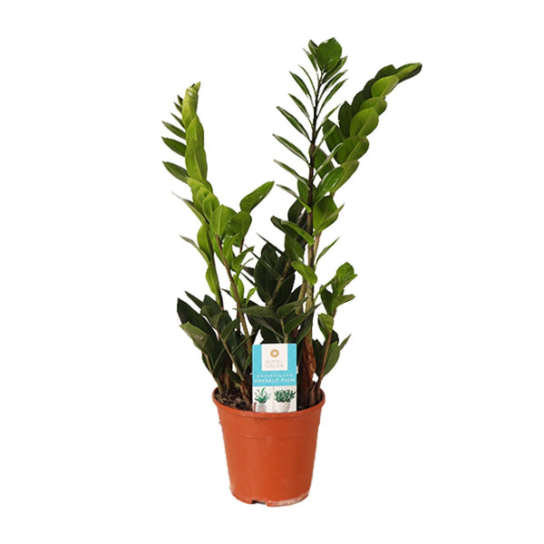 Zamioculcas Zamiifolia