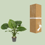 Alocasia Gageana California