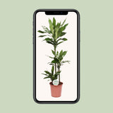 Dracaena Janet Lind