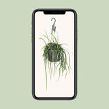 Lepisium Bolivianum