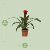 Guzmania Happiness