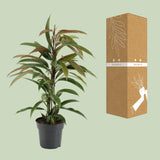 Ficus Binnendijkii Amstel King