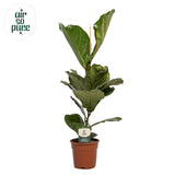 Ficus Lyrata