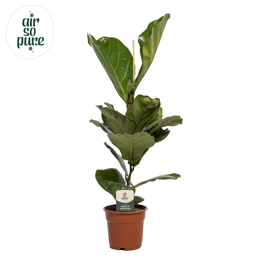 Ficus Lyrata