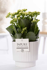 Kalanchoe White In P&PURE Ivy Ceramics