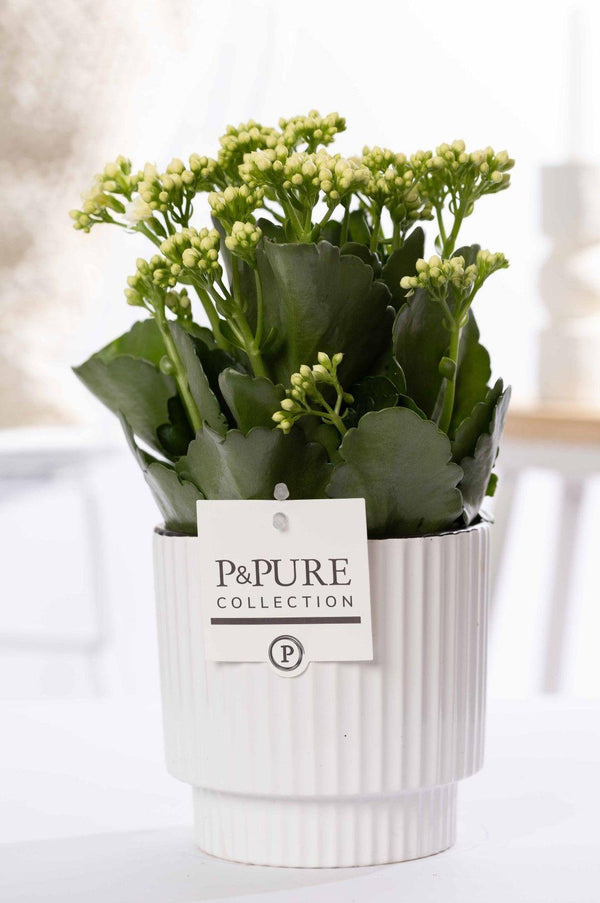 Kalanchoe White In P&PURE Ivy Ceramics