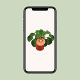 Pilea Peperomioides