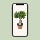 Ficus Ginseng