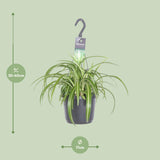 Chlorophytum Comosum Bonnie
