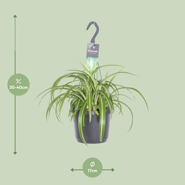 Chlorophytum Comosum Bonnie