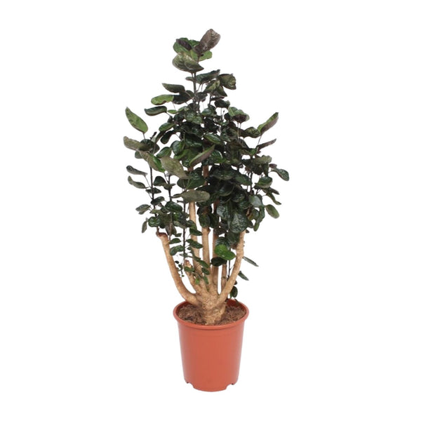 Polyscias Fabian