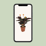 Calathea Crocata