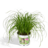 Cyperus Alternifolius - Cat grass
