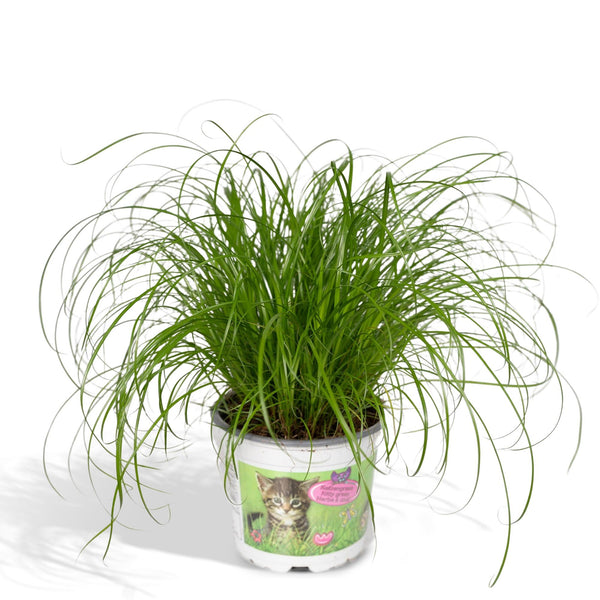 Cyperus Alternifolius - Cat grass