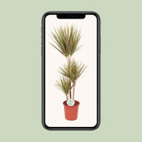 Dracaena Bicolor