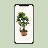 Ficus Ginseng