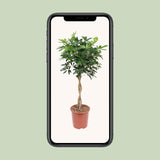 Schefflera Arboricola Compacta