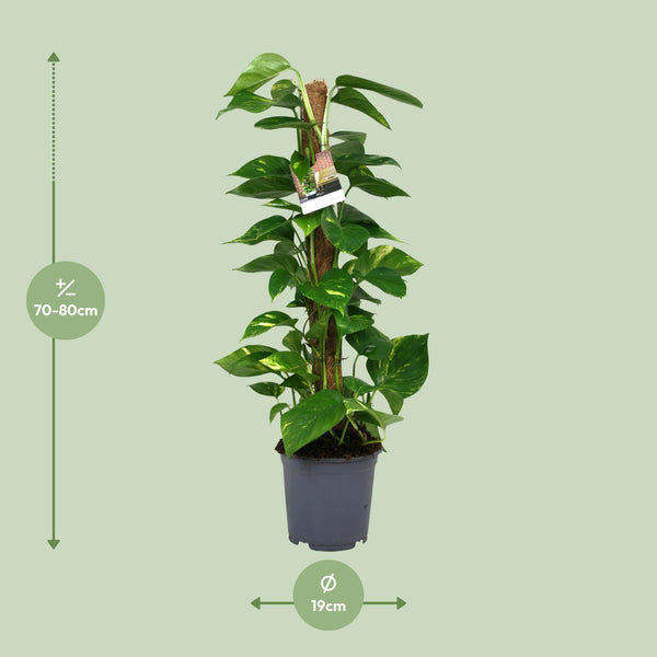 Scindapsus Epipremnum