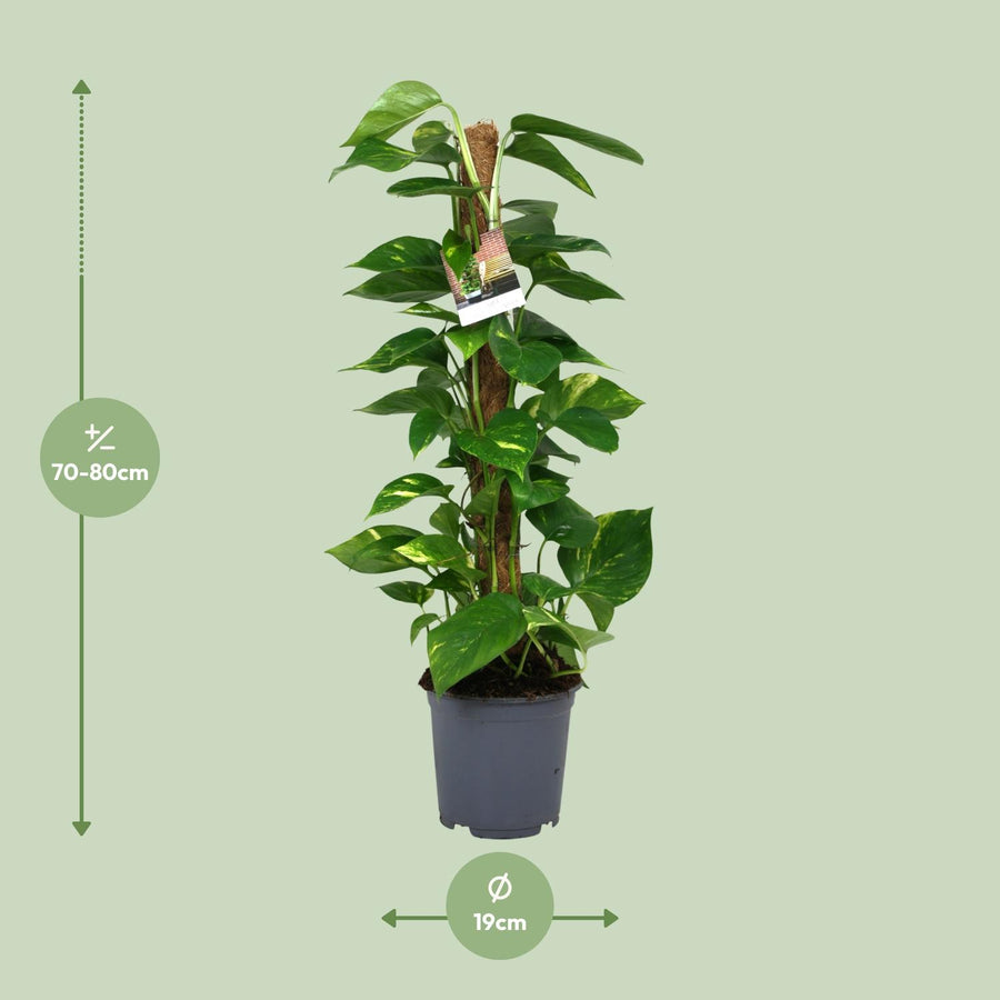Scindapsus Epipremnum